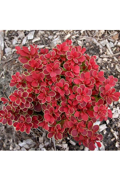 Барбарис Тунберга Рубі Стар